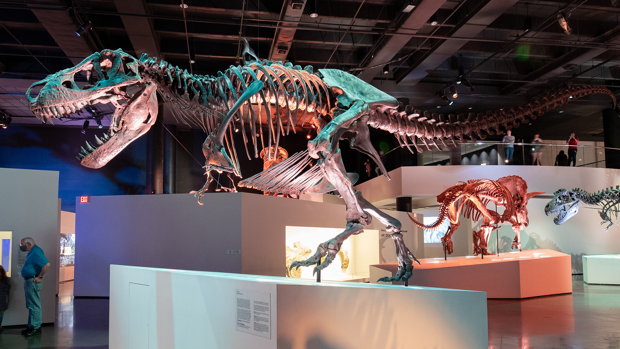 Dinosaur skeleton in an exhibit.