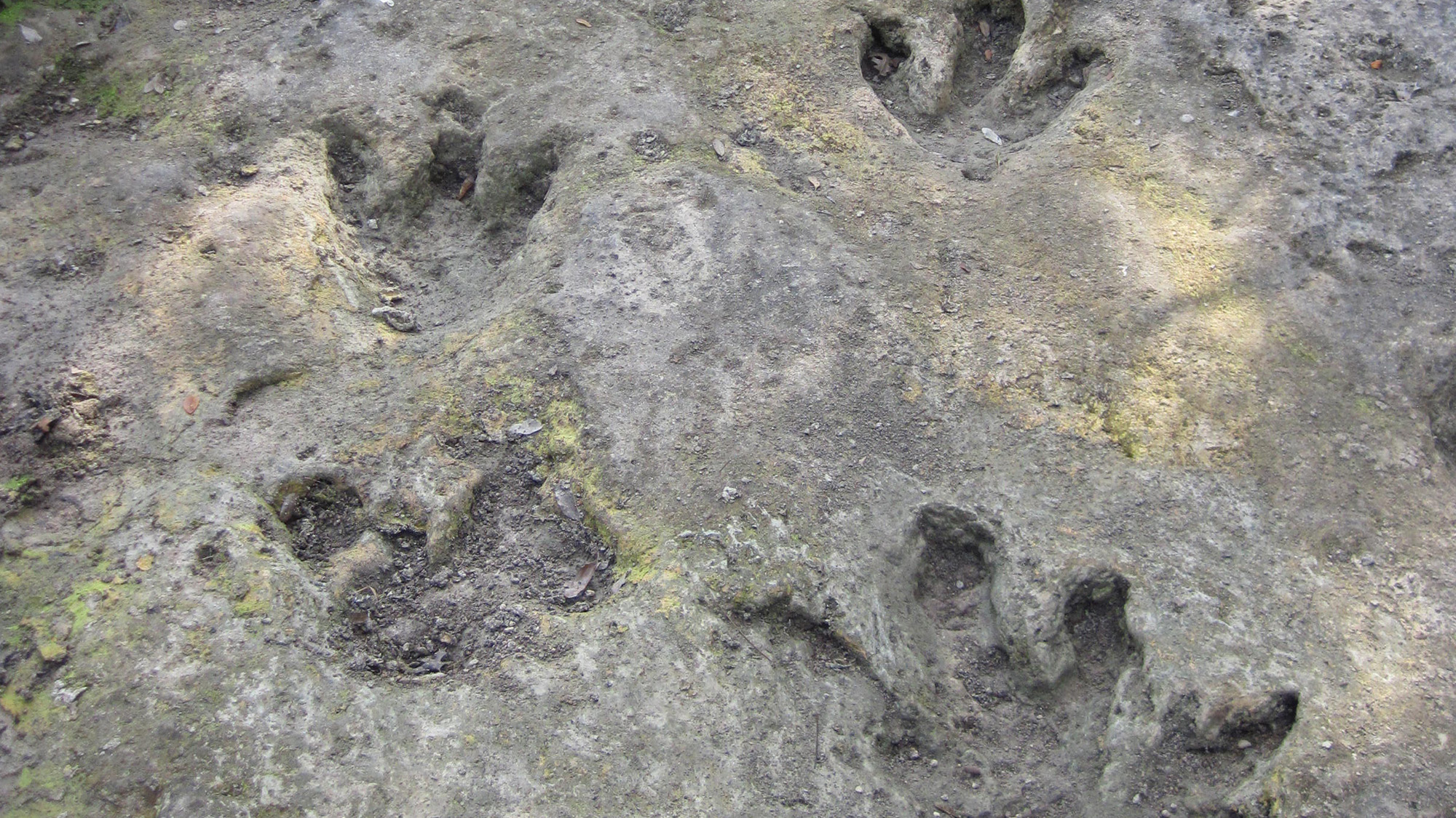 Dinosaur tracks in a rock formation.