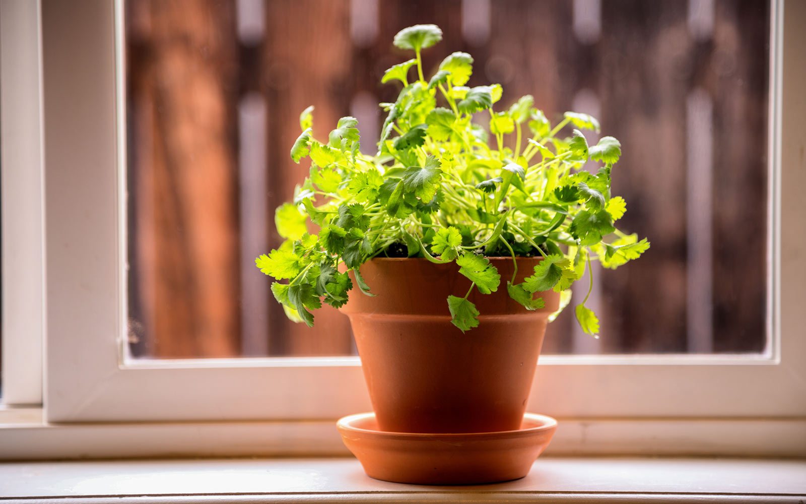 Cilantro plant in a pot.