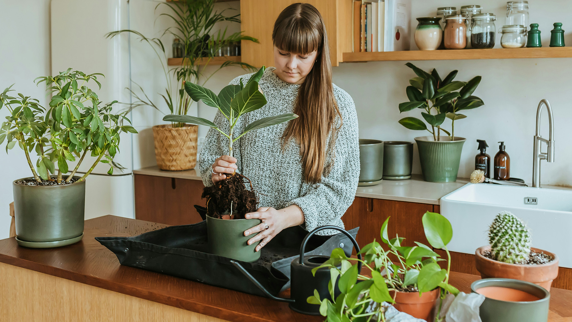 Roundup: Indoor Gardening