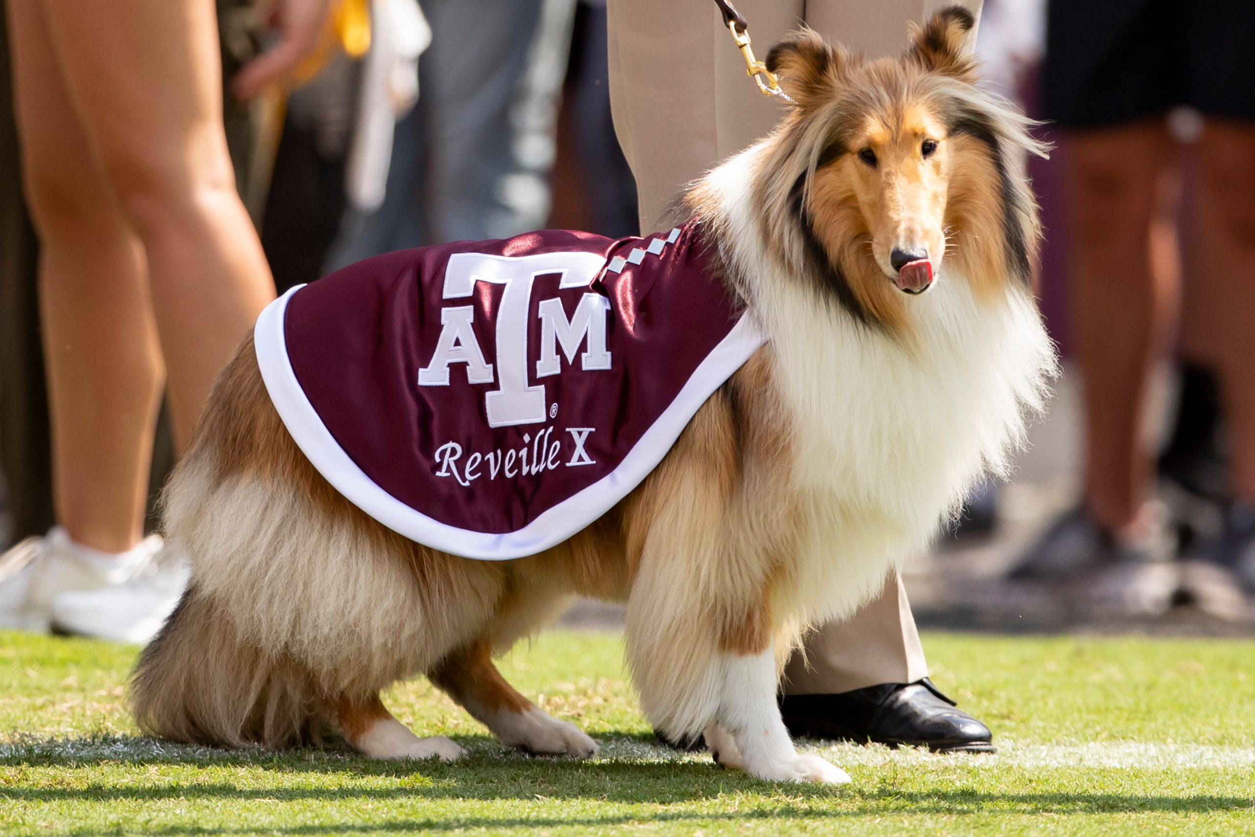 The Legends Behind 6 Texas College Mascots