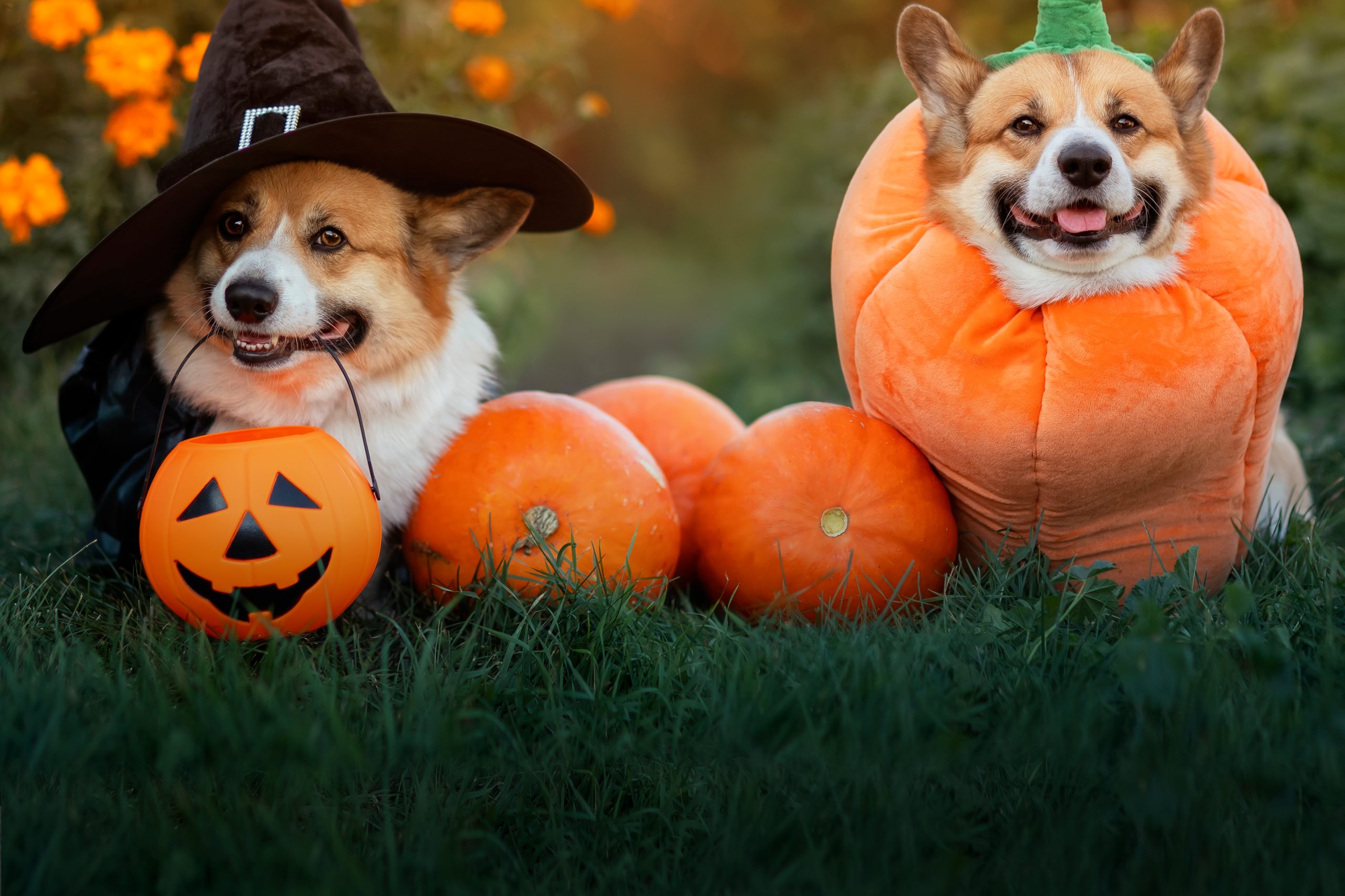 Halloween Pet Safety
