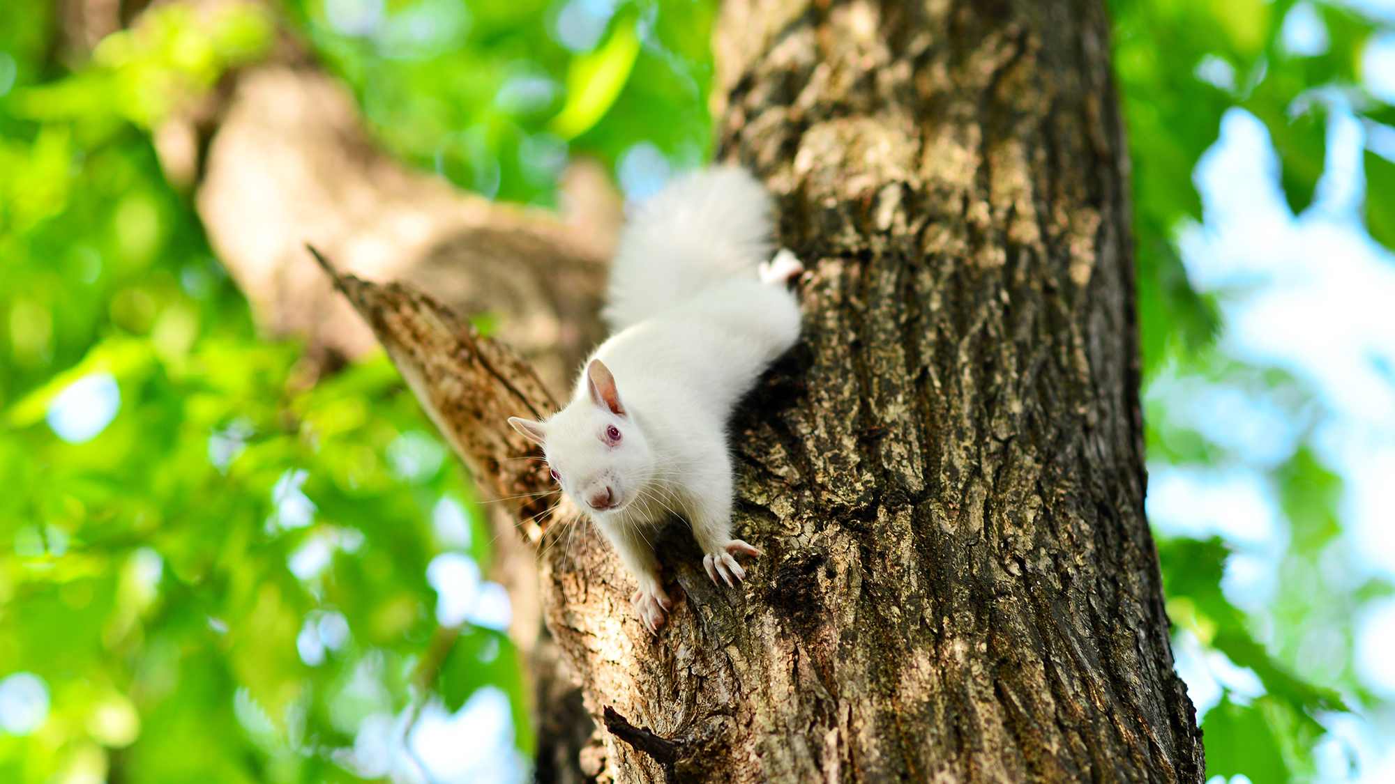 Albino squirrel in a tree.