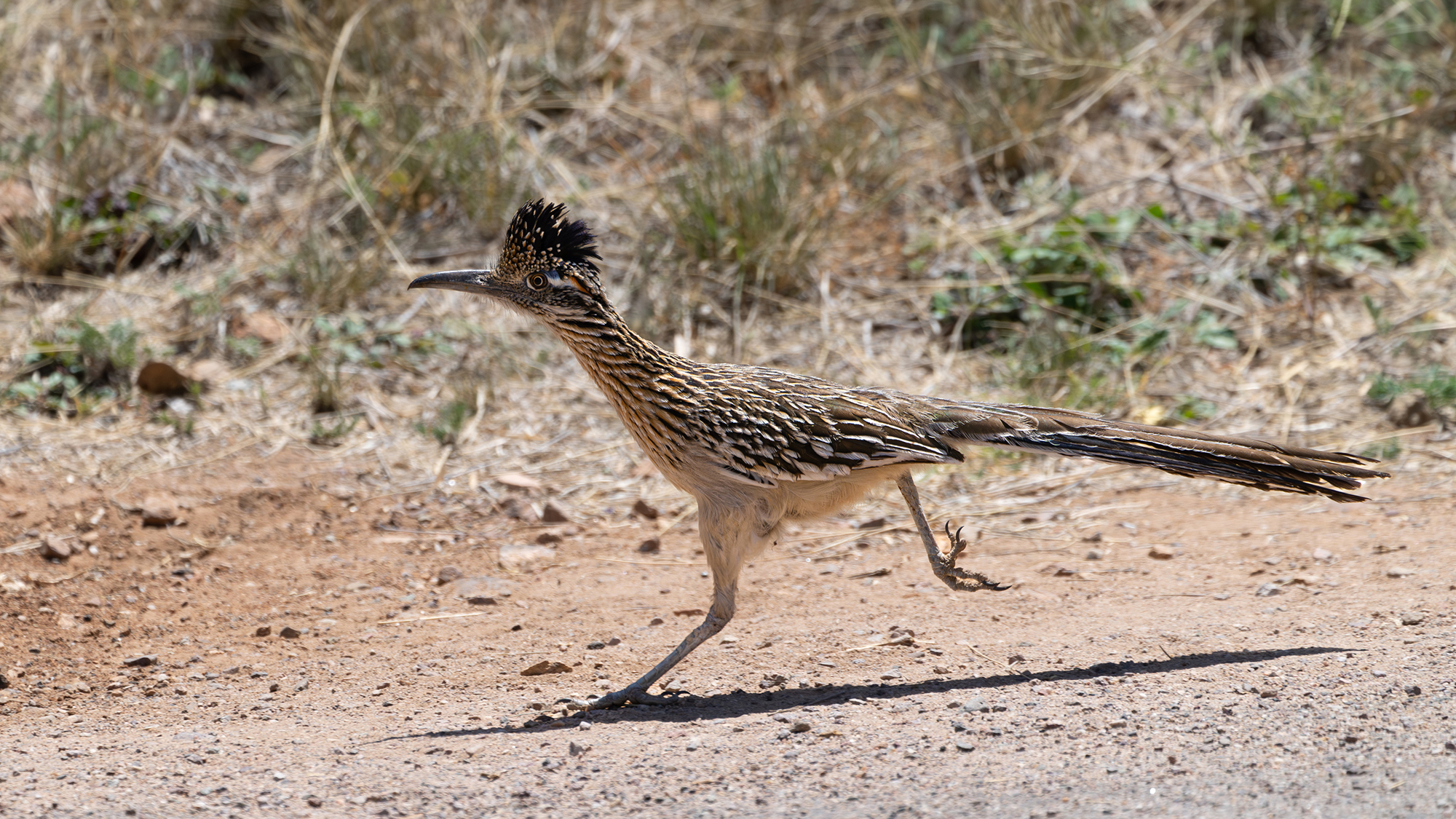 Roadrunner running on a dirt road.