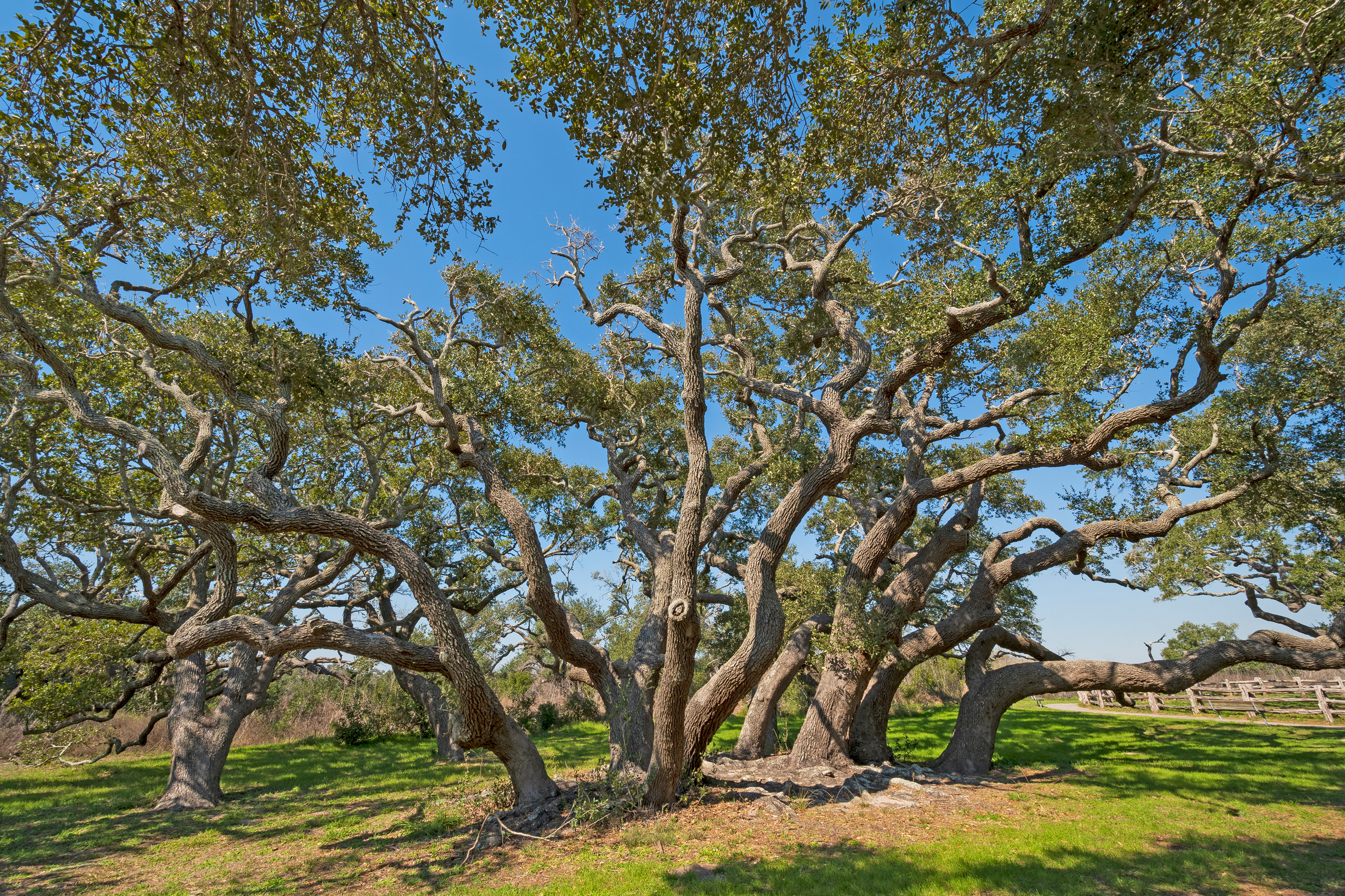 Texas nature scavenger hunt