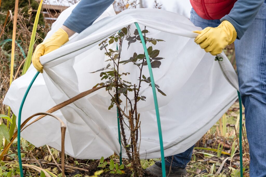 How to Revive Your Plants After a Freeze