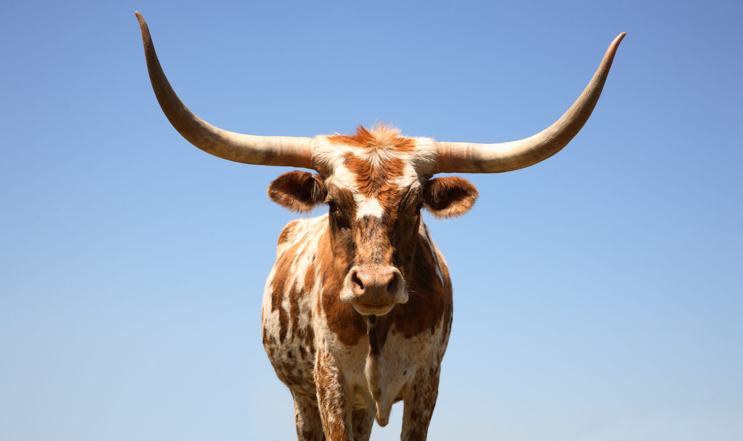Home on the Range: How to Identify Cow Breeds in Texas