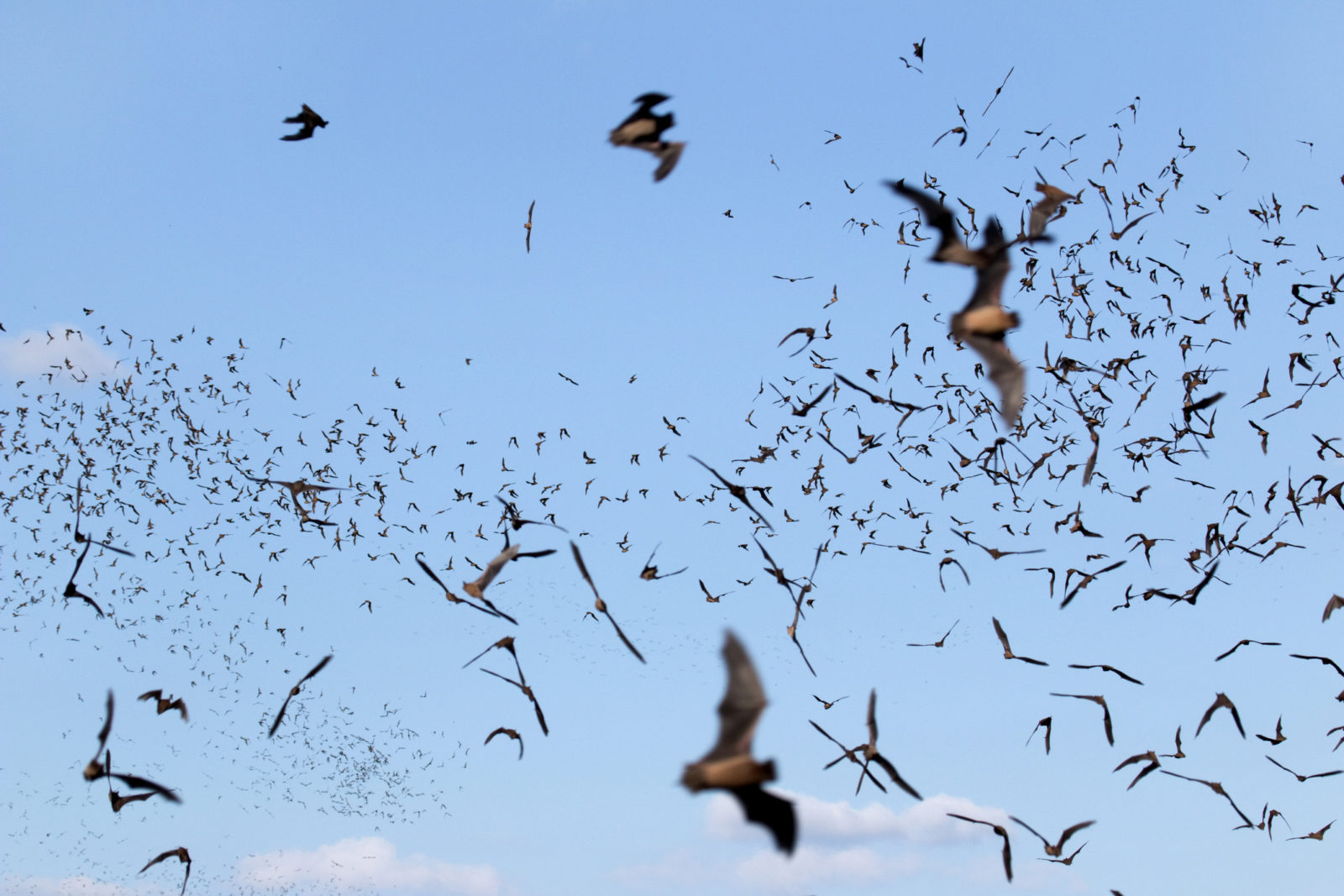 Haunt These Texas Bat-Watching Sites