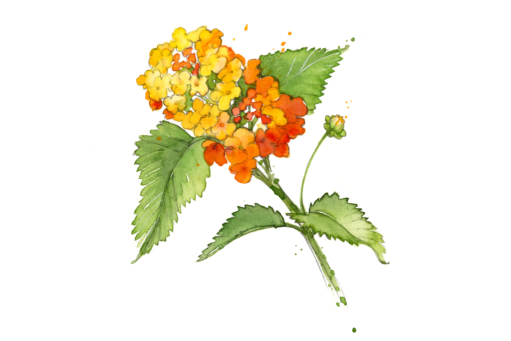 Texas wildflowers texas lantana