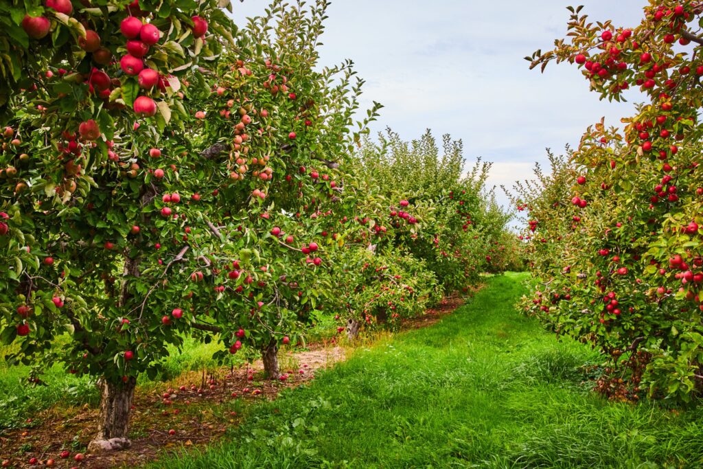 Your Guide to Growing Fruit Trees in Texas