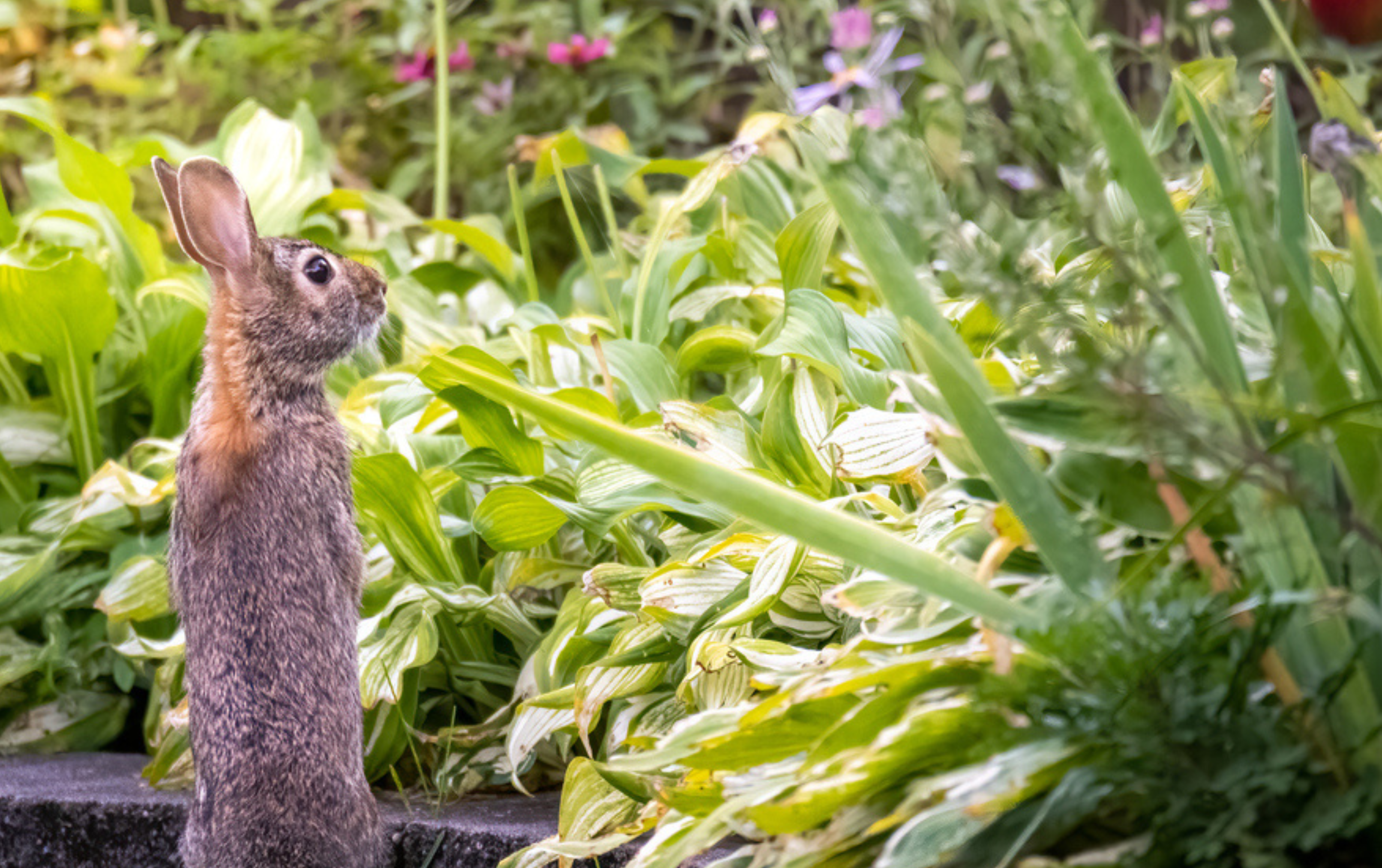 Safe Ways to Protect Your Garden from Animals