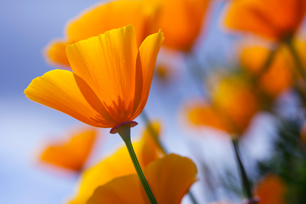 Texas wildflower identification