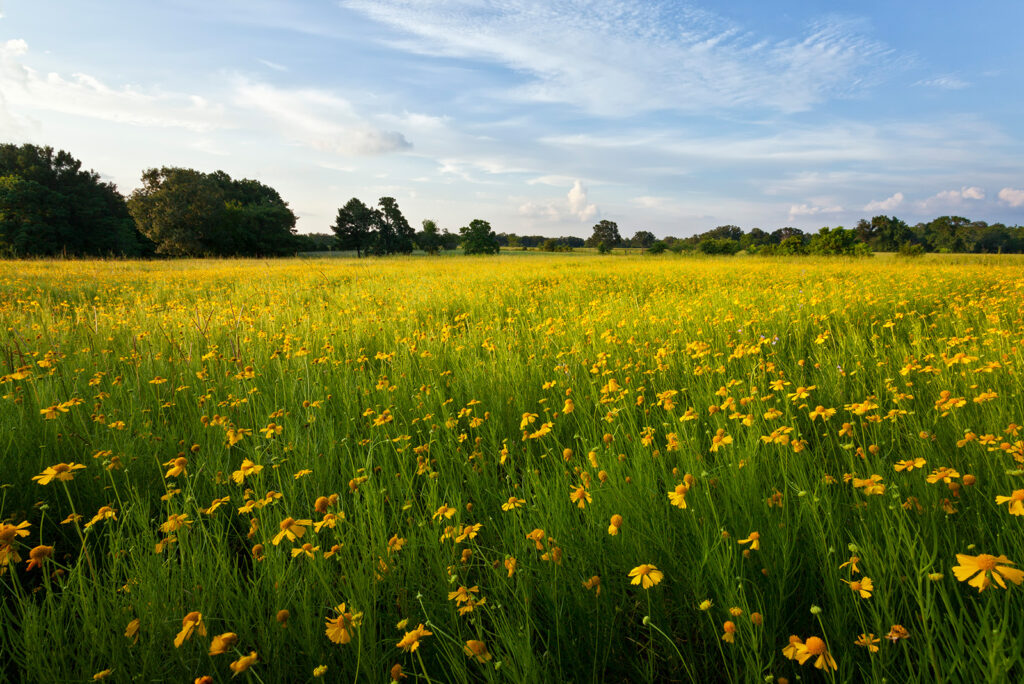 The Ultimate Guide to Texas Wildflower Identification
