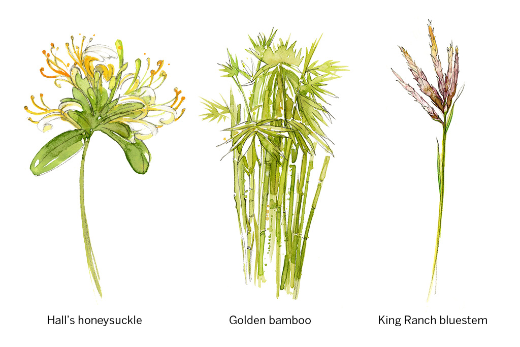 Texas wildflower identification