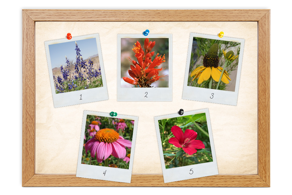 Texas wildflower identification