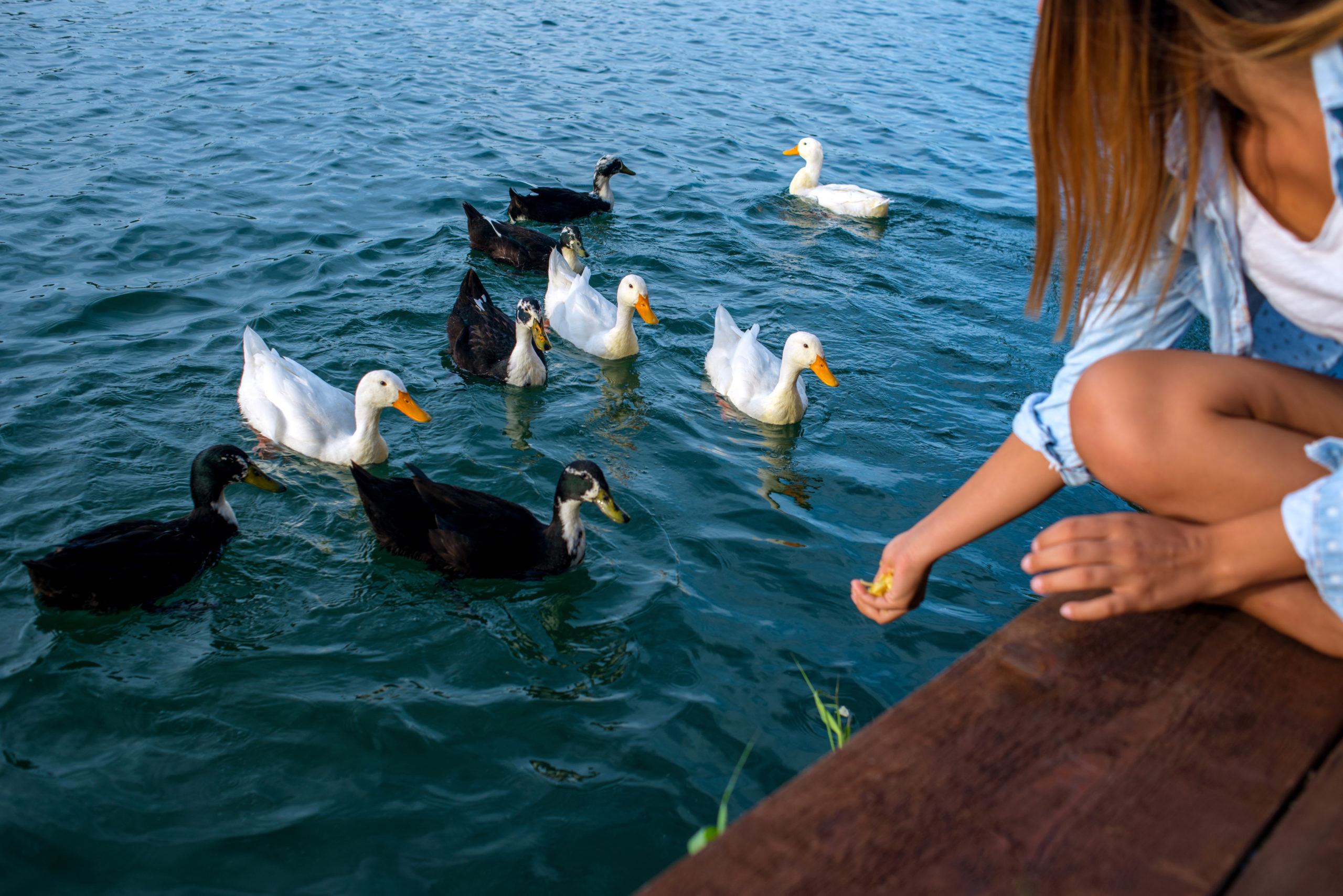 Don’t Feed Ducks Bread (And 5 Other Debunked Wildlife Myths)