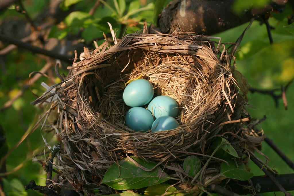 When Is It Safe to Move a Bird’s Nest?