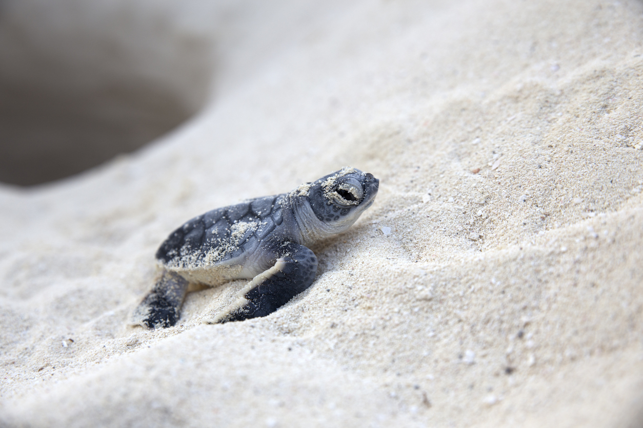 turtle hatchlings