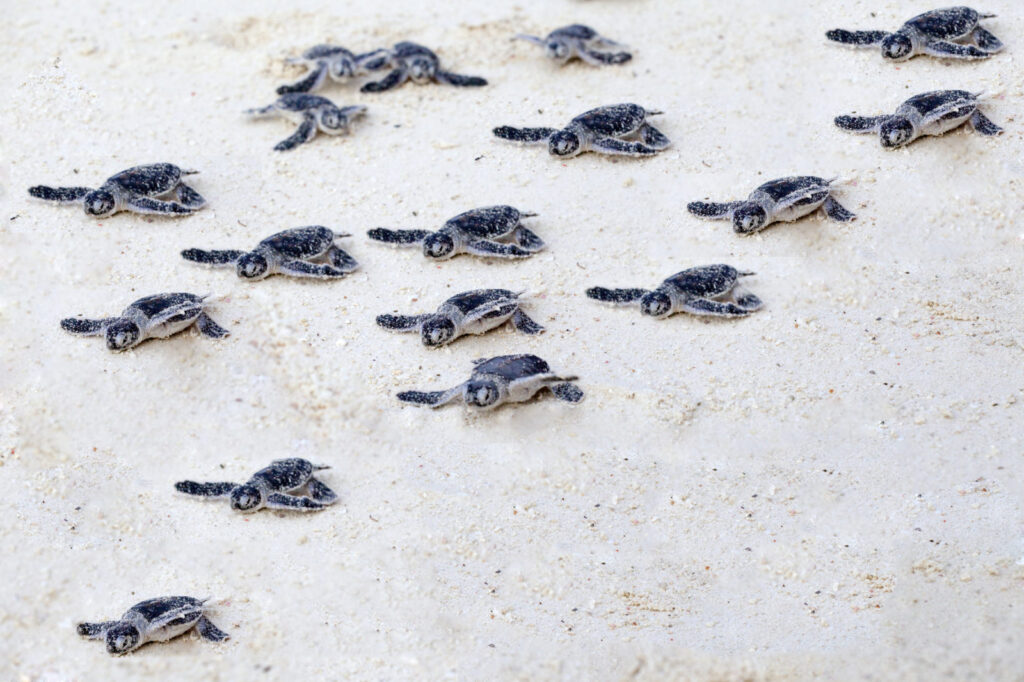 The Magic of Texas’ Sea Turtle Hatchlings