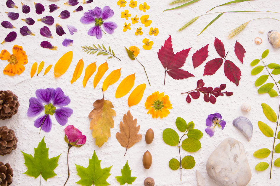 DIY Flower Pressing Guide