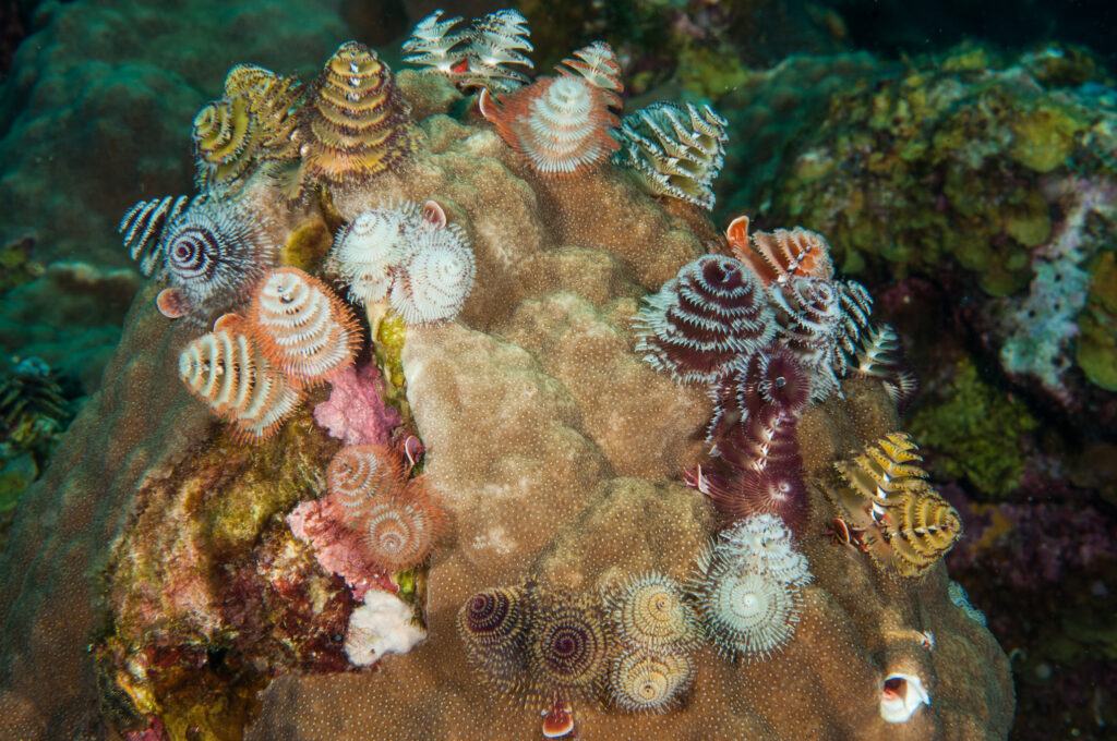 Flower Garden Banks: Texas’ National Marine Sanctuary