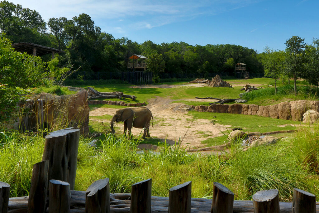 10 of the Best Zoos in Texas