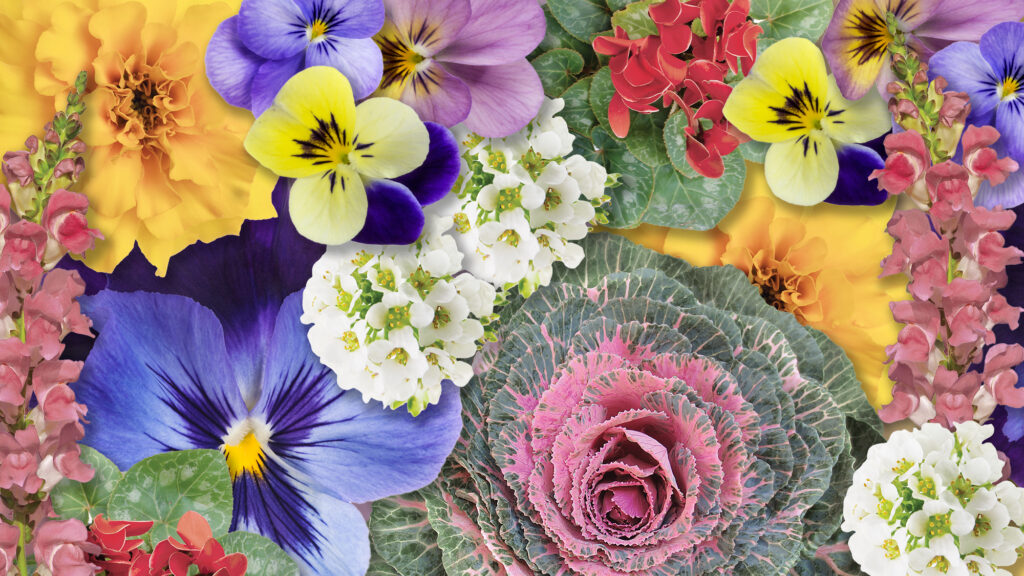 A Texan’s Guide to Winter Annuals