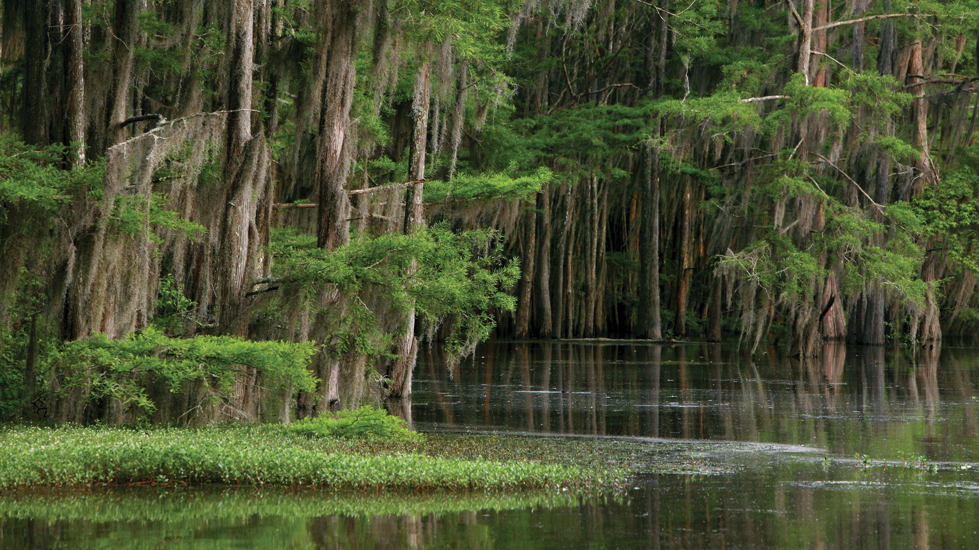 Caddo Lake National Park.