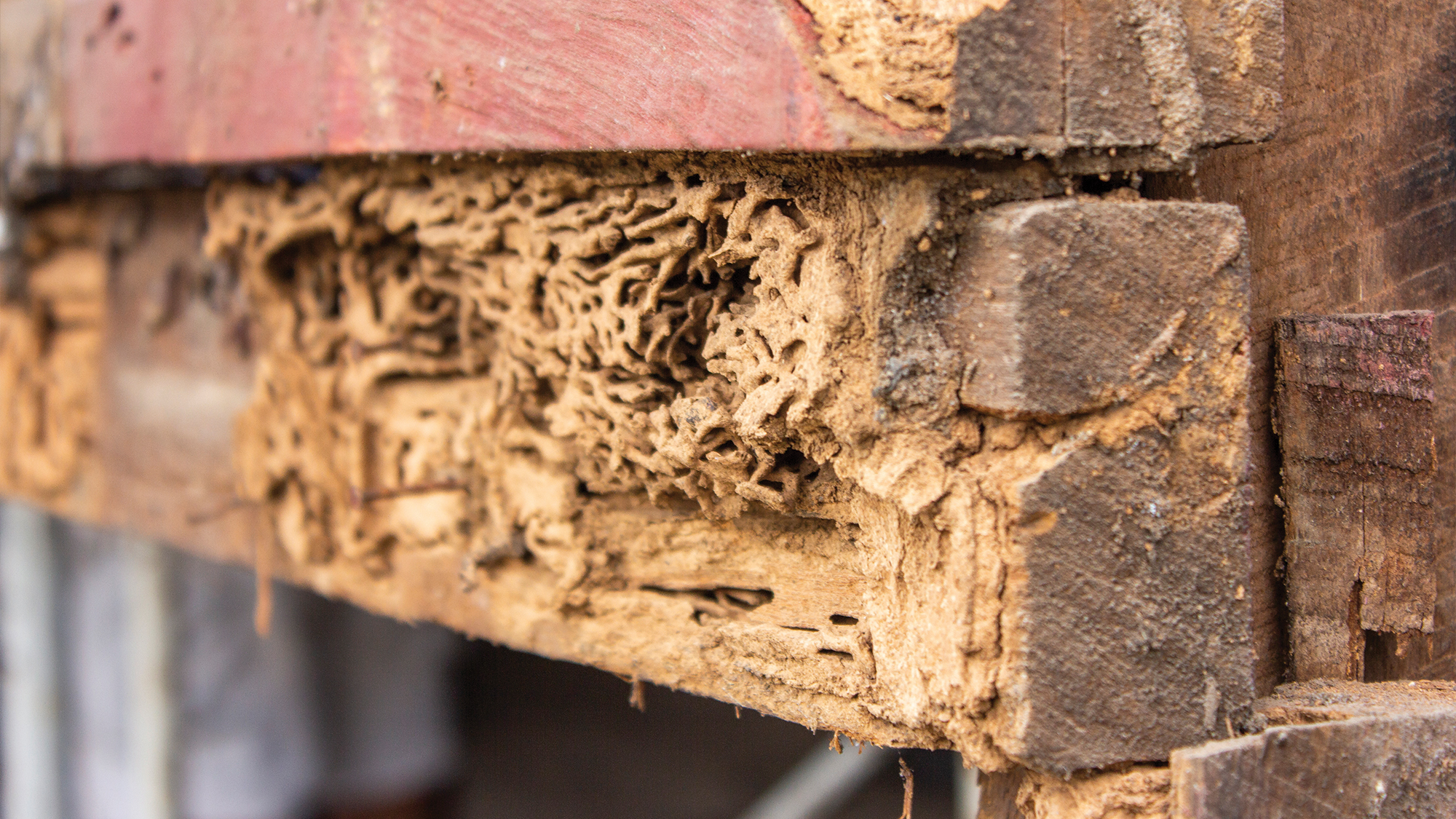 Termite damage in wood.