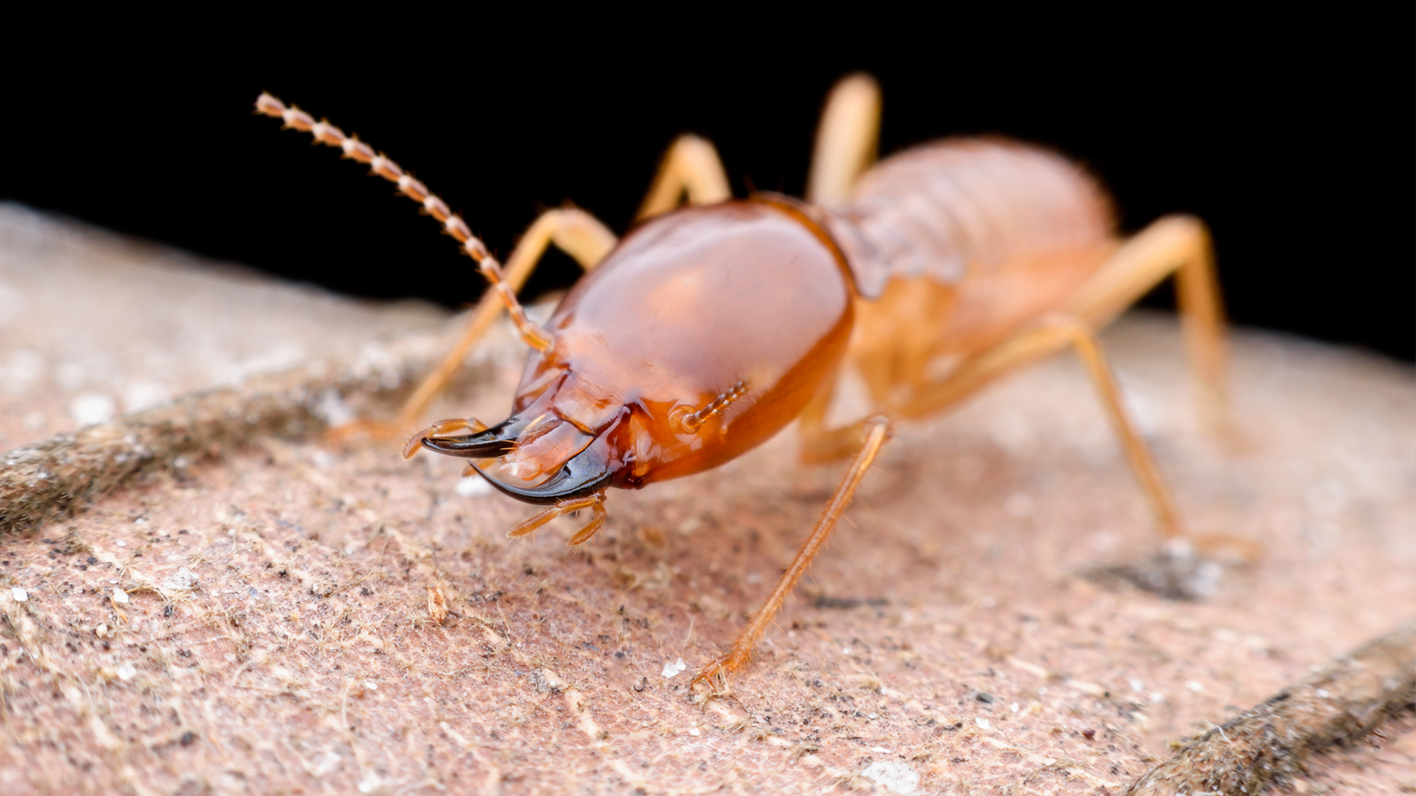Why Termite Prevention Is Essential for Texas Homeowners