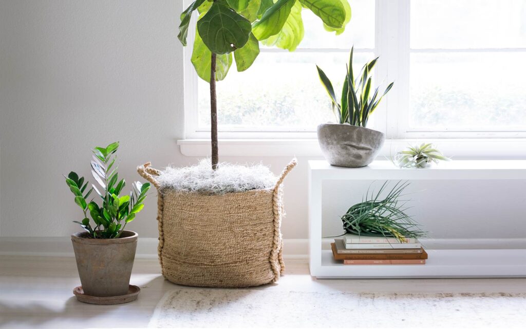 Caring for Your Indoor Garden