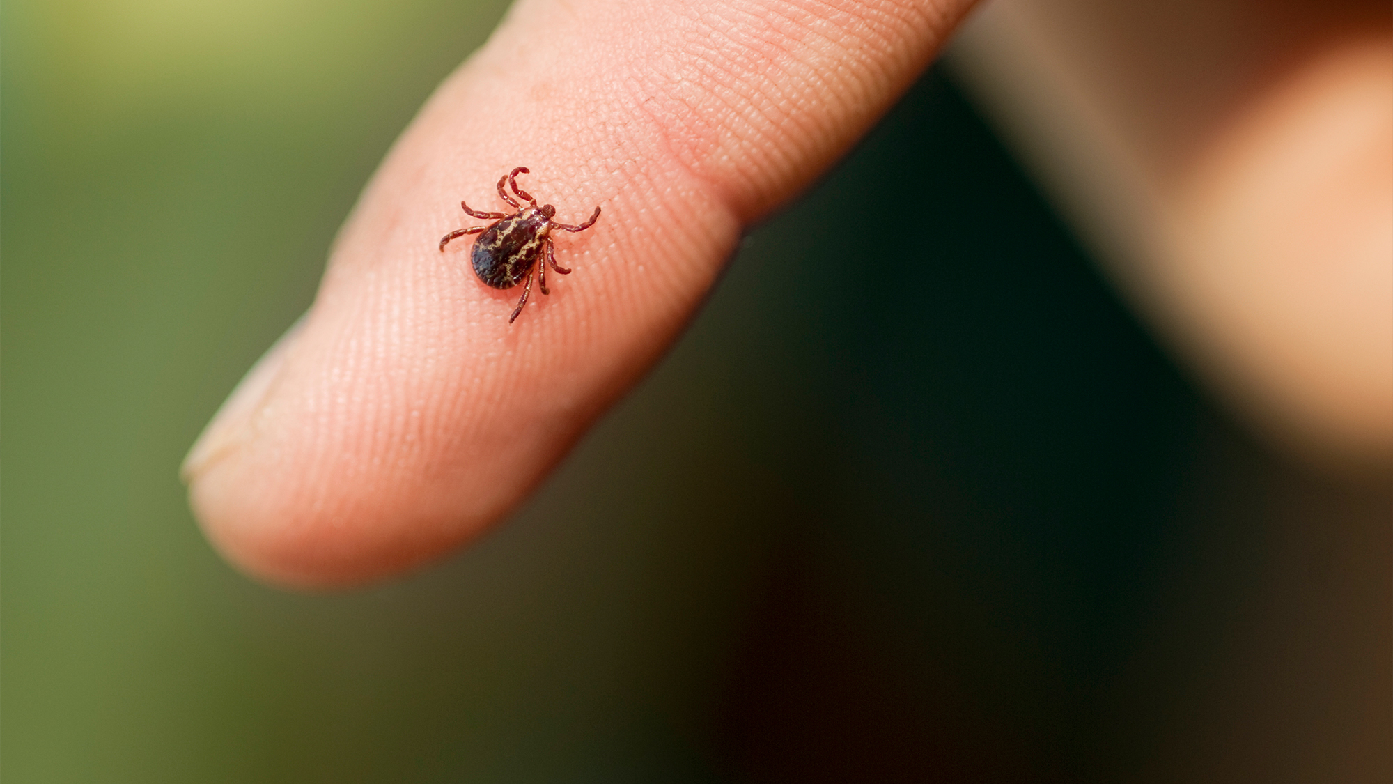 A Texan’s Guide to Tick Prevention