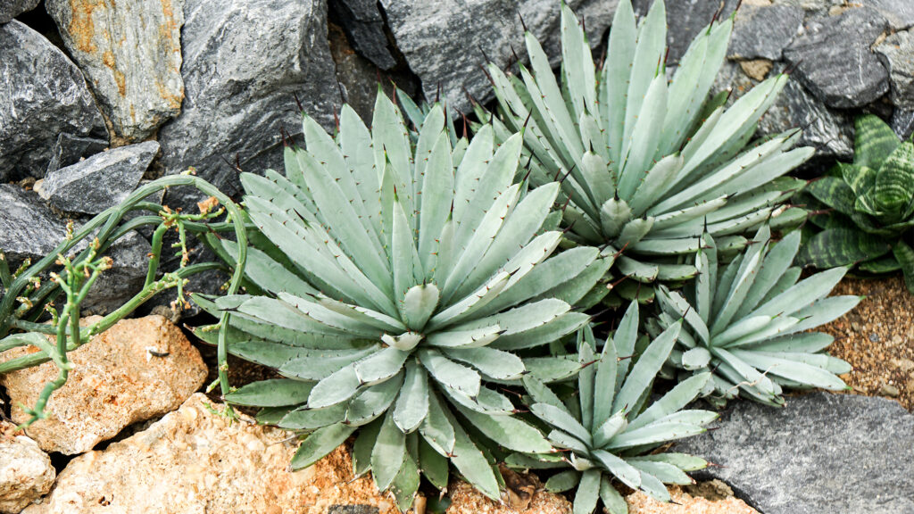 Low-Maintenance Landscapes