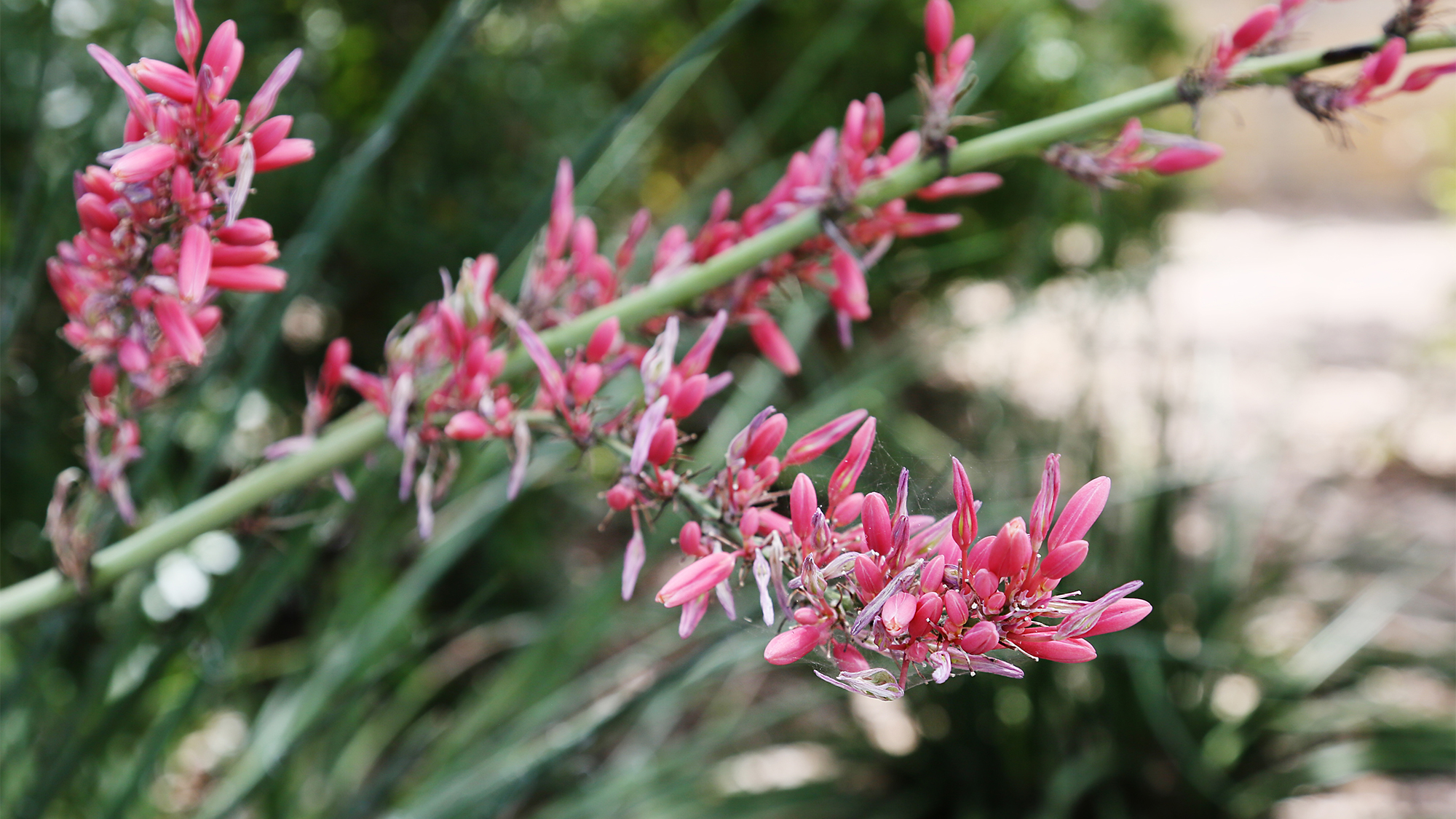 Native Texas plant with pink petals.