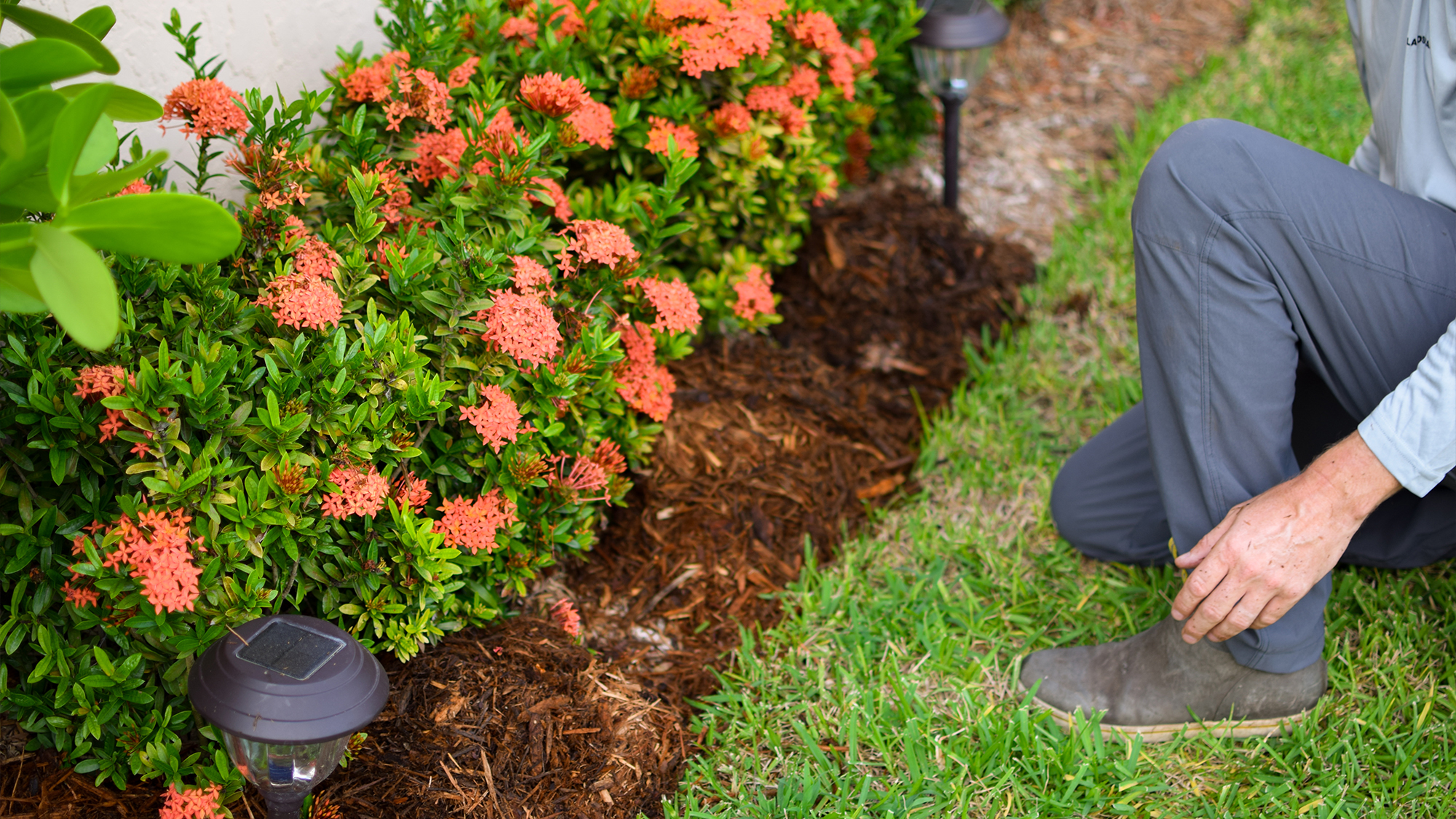 Garden with mulch and flower shurbs.