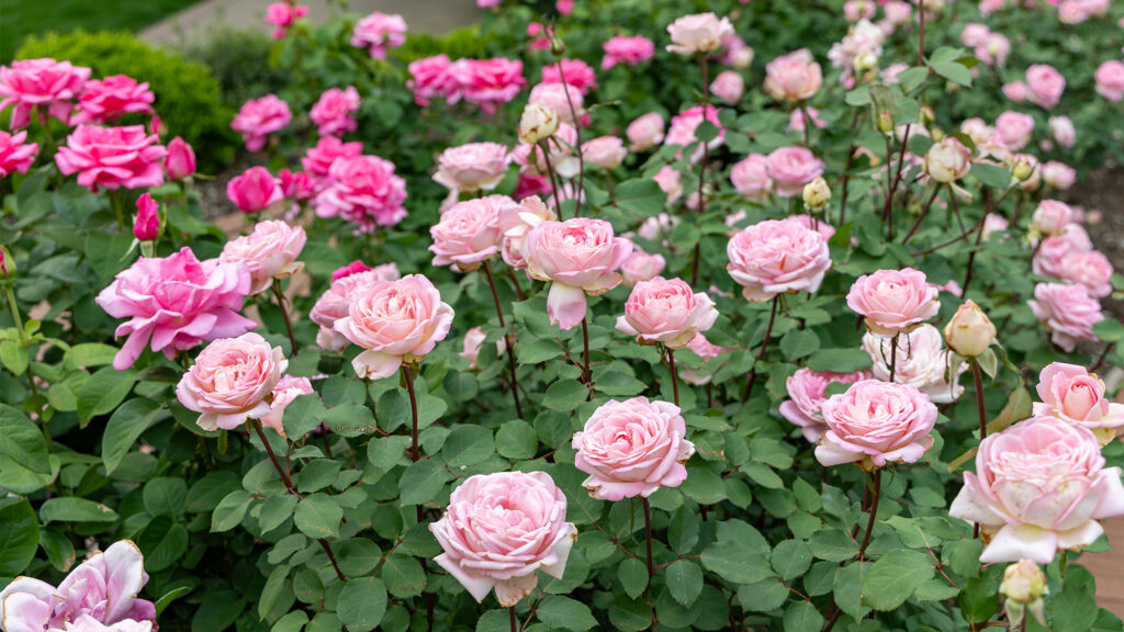 A Guide to Texas Rose Gardens
