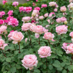 A Guide to Texas Rose Gardens