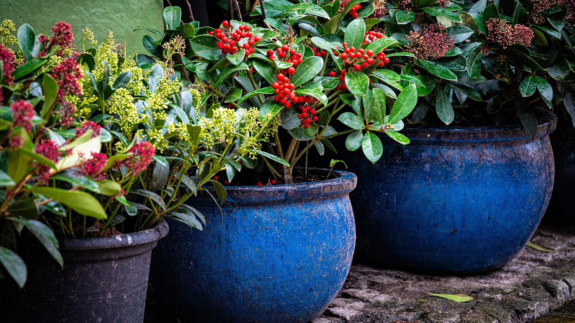 Plants with berries in blue pots.