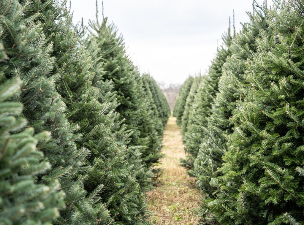 Rows of Christmas trees at a farm.