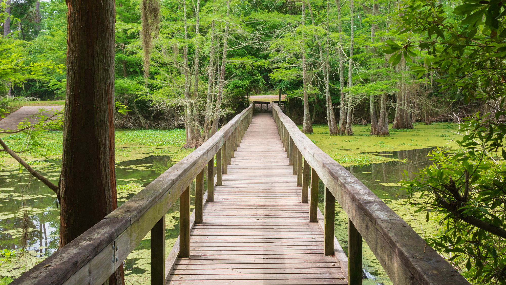 Martin Dies Jr State Park.