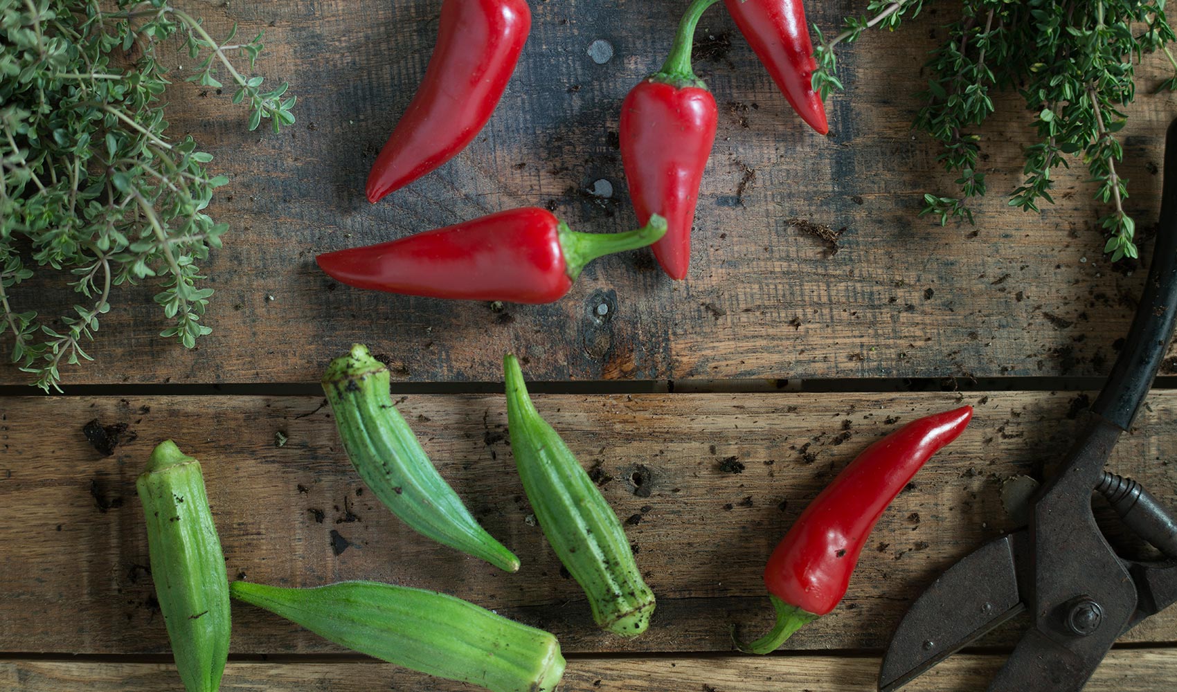 Grow Your Summer Veggie Garden