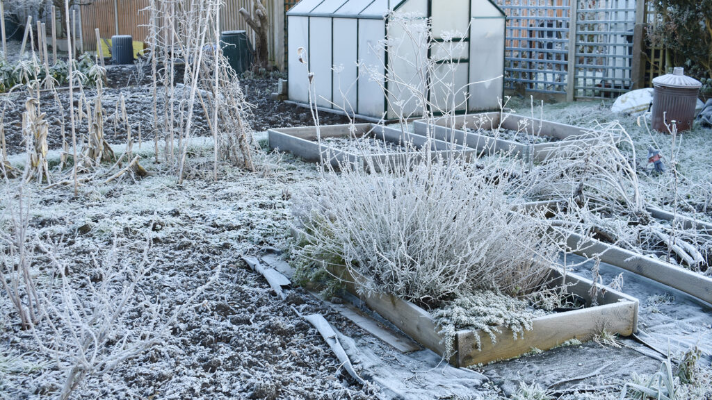 Frozen garden plants.