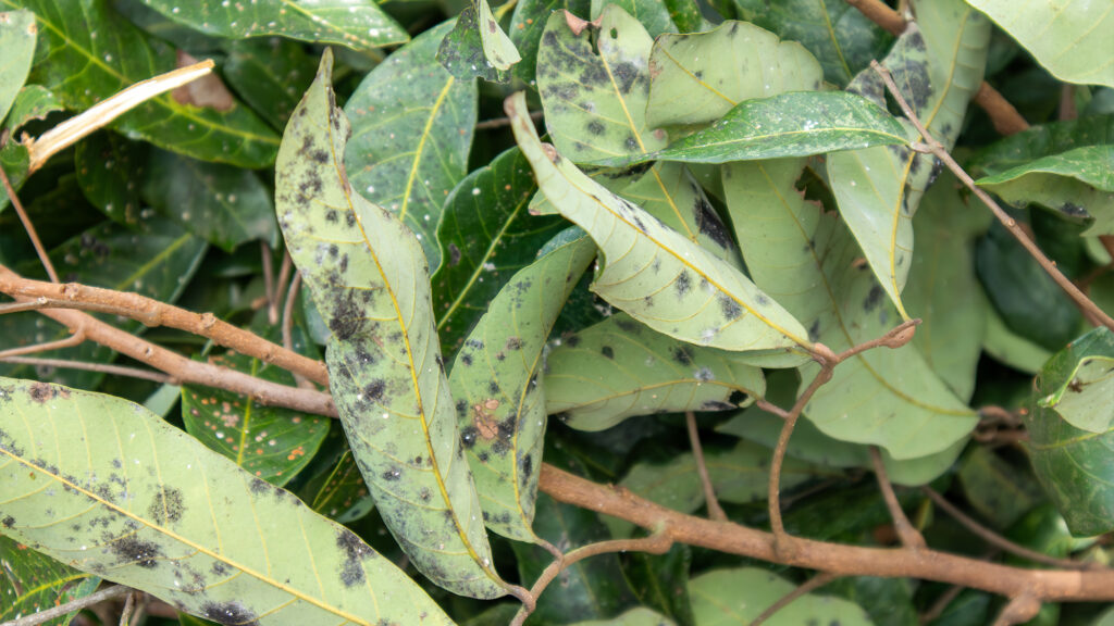 Plant with disease on its leaves.