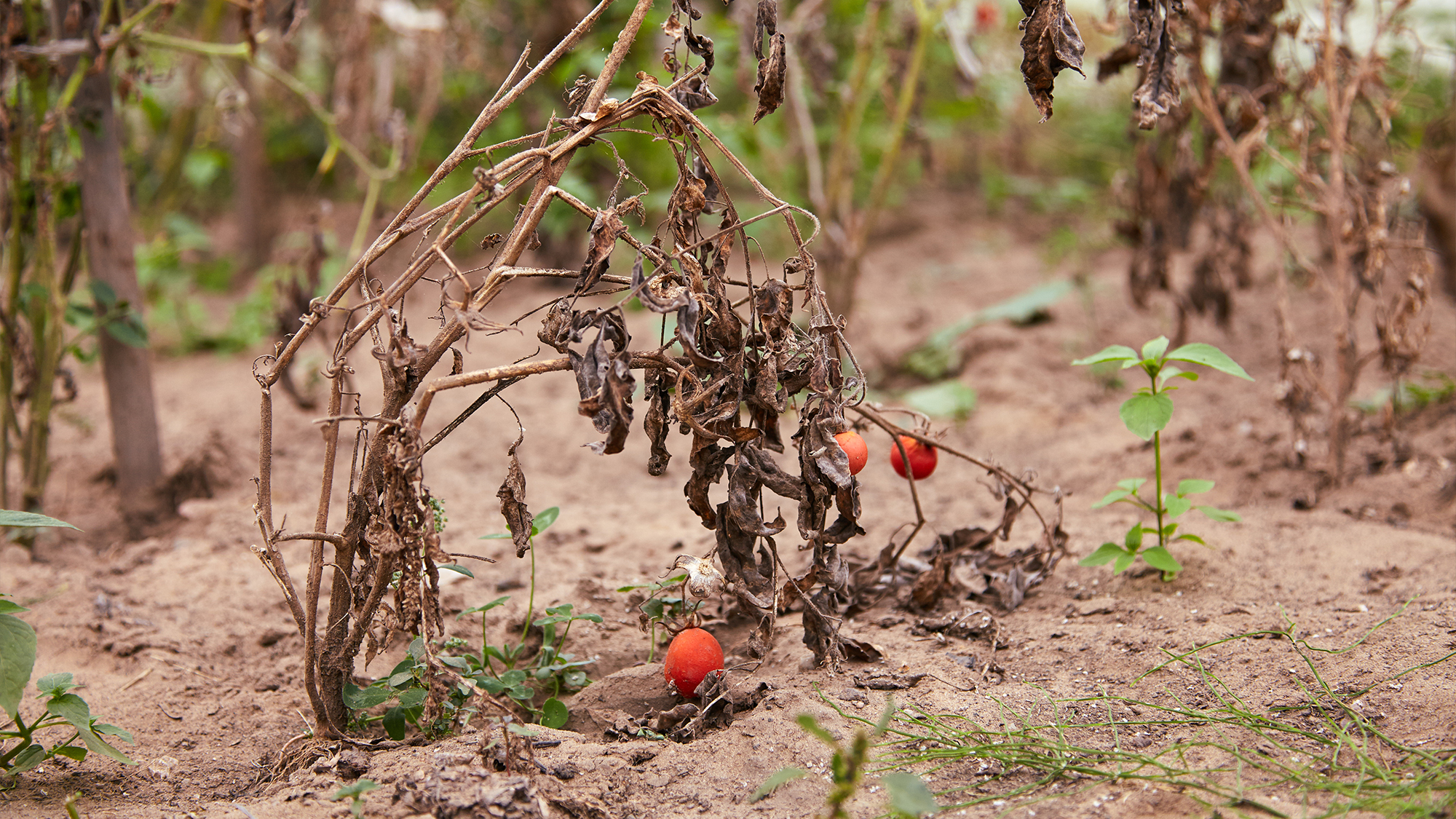 What’s Killing Your Garden?
