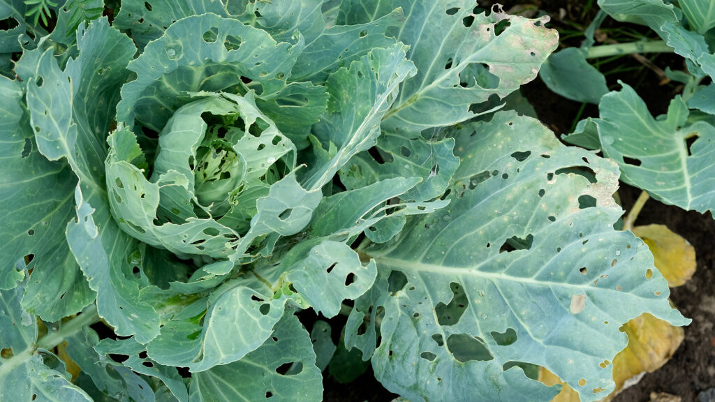 Plant with leaves that have been eaten by pests.