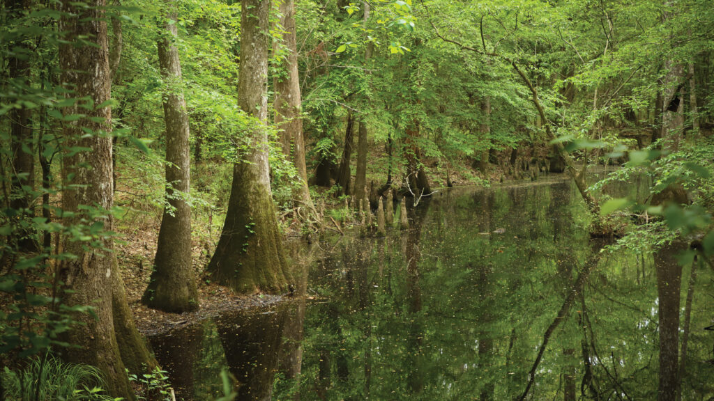 Pond with green trees.