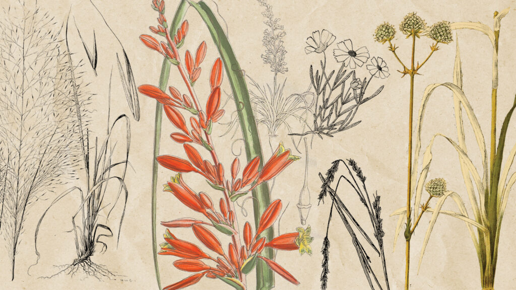 Drought- and Fire-Resistant Plants