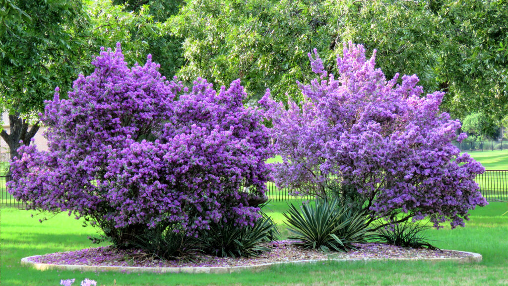 Drought-tolerant plant.