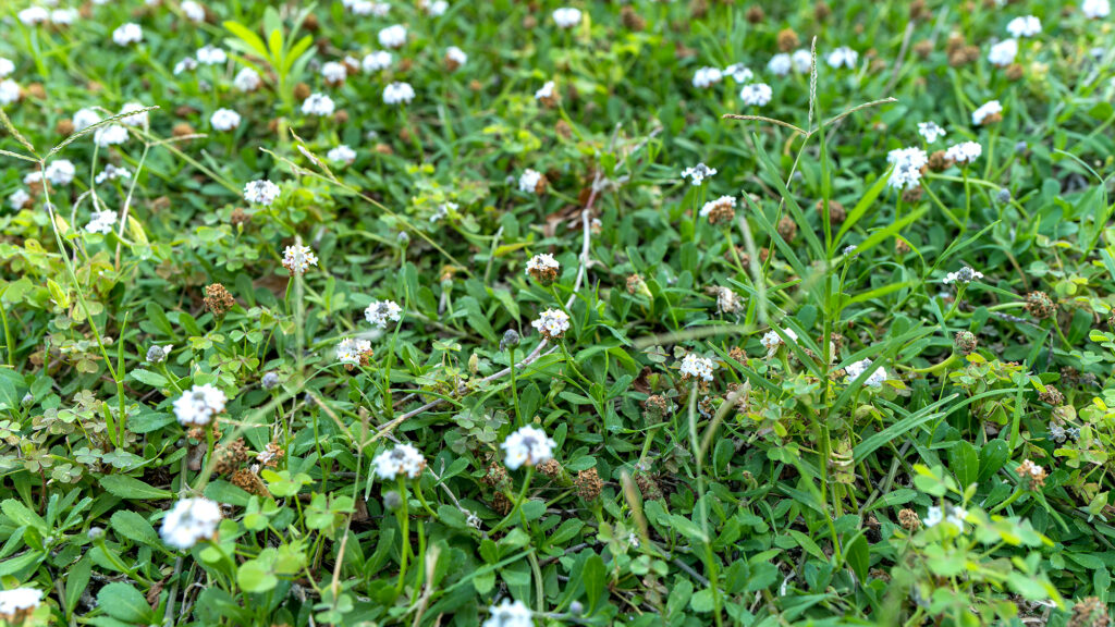 Drought-friendly grass variety.