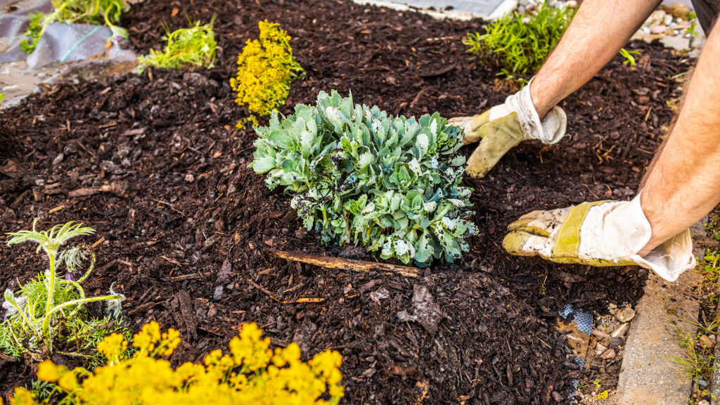Drought-friendly soil and planting.